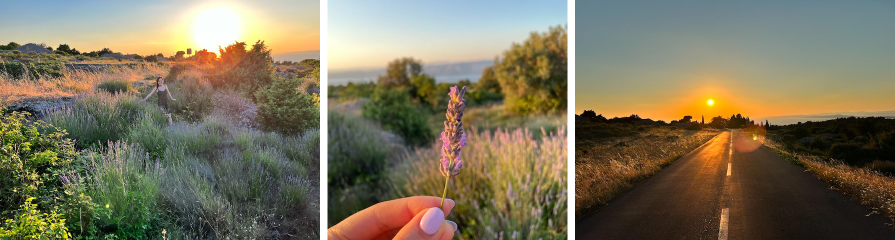 Lavender in Brusje