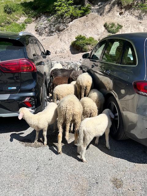 Sheep